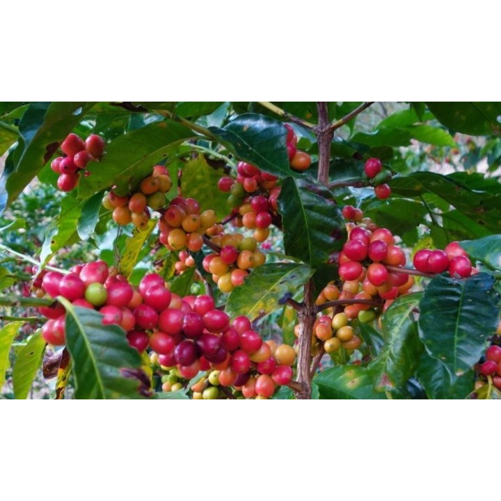 Café El Salvador Molido Medio 1 kg Lavado Tueste Intenso