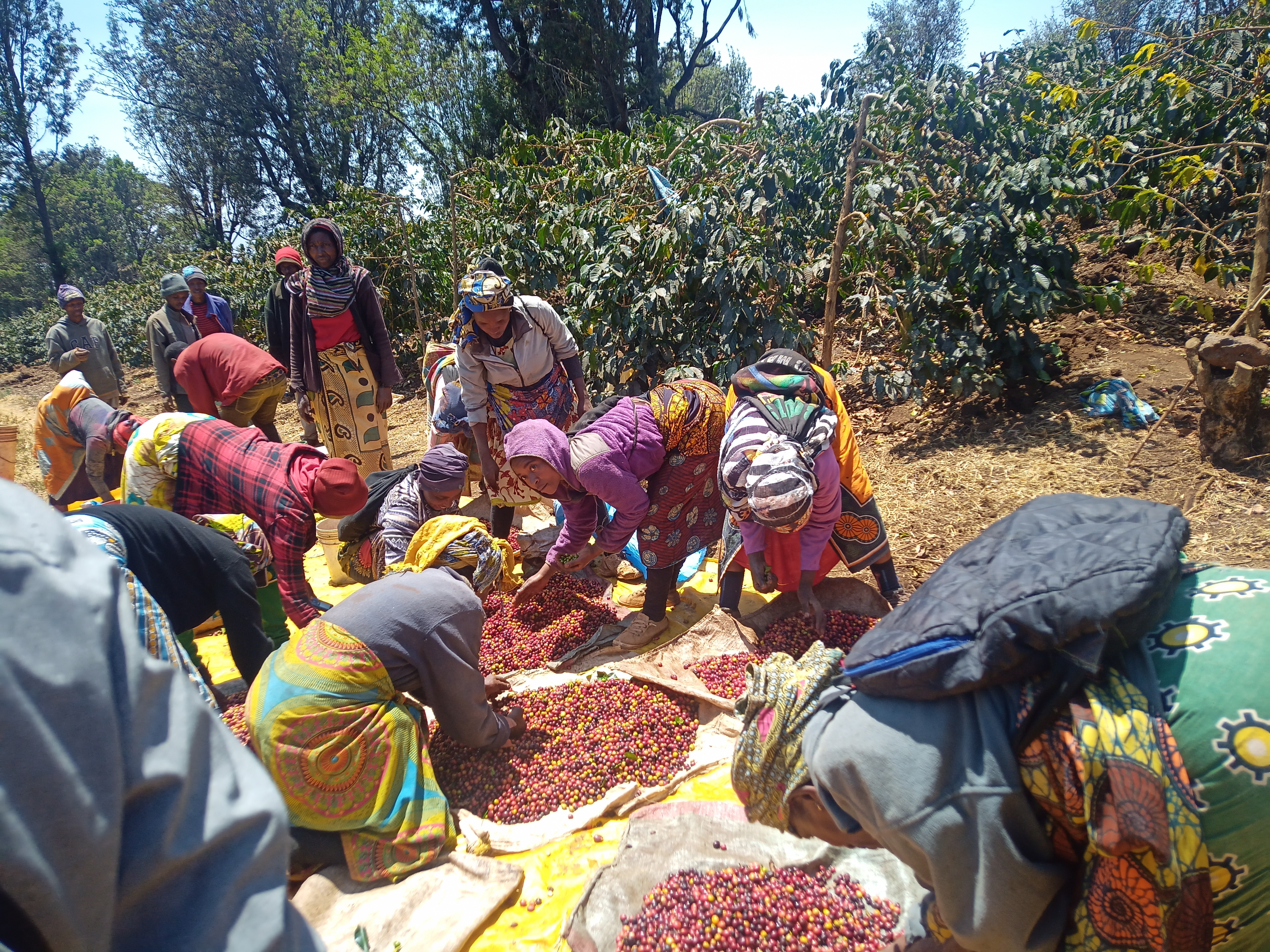 Tostado de Café Andaterra
